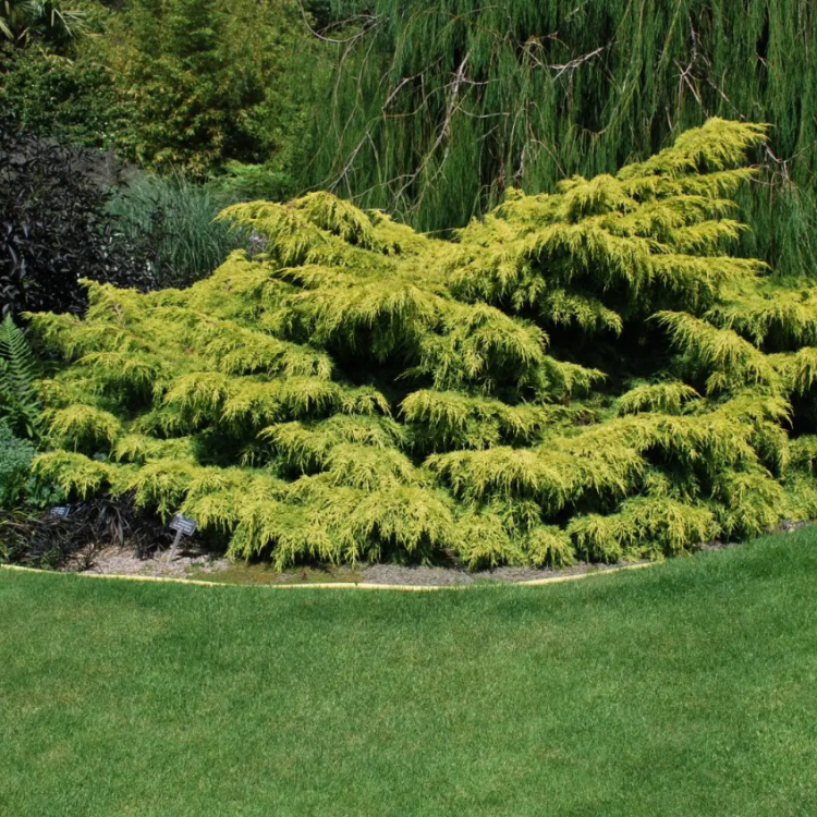 Borievka prostredná (Juniperus x media) ´OLD GOLD´ - výška 20-30 cm, kont. C2L 